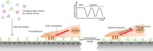 Electroactive microenvironments as a major driver of cell behavior Electroactive microenvironments as a major driver of cell behavior