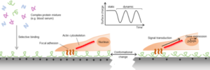 Electroactive microenvironments as a major driver of cell behavior