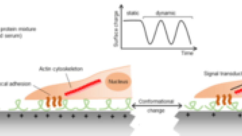 Electroactive microenvironments as a major driver of cell behavior